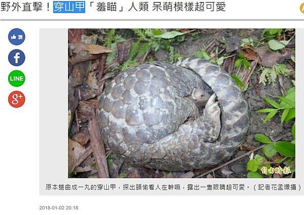 「鯪鯉（穿山甲）」二級保育類「穿木屐躦鯪鯉」/圓滾滾的吉祥物