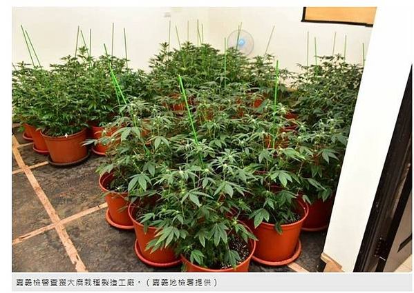 大麻合法化/查獲2615株大麻 市價近10億元/新竹關西大麻