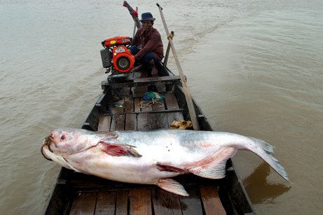 海灘巨型怪獸魚 :　墨西哥海灘驚現巨型「怪獸魚」　馬臉、帶狀身軀嚇壞眾人