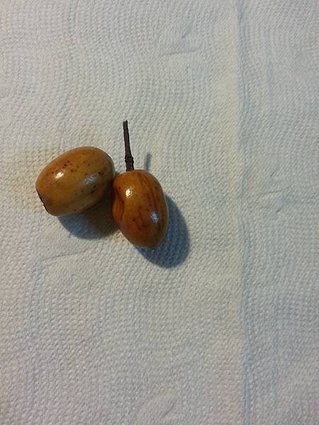 種籽1