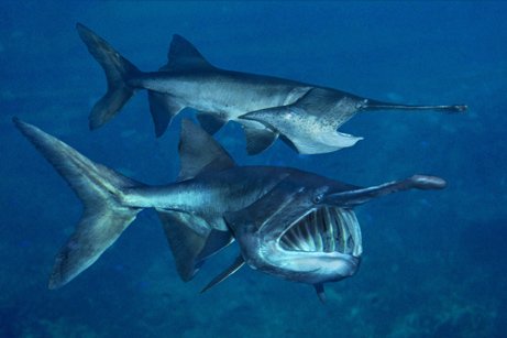 墨西哥巨型怪獸魚 :　墨西哥海灘驚現巨型「怪獸魚」　馬臉、帶狀身軀嚇壞眾人