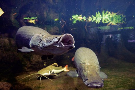 海灘巨型怪獸魚 :　墨西哥海灘驚現巨型「怪獸魚」　馬臉、帶狀身軀嚇壞眾人