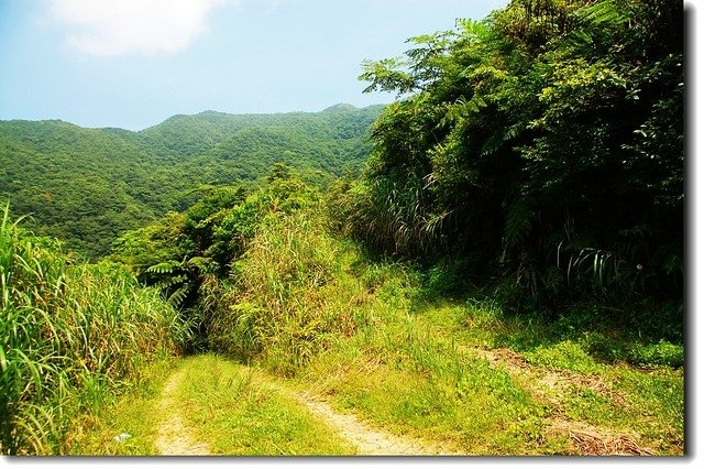 烘爐地山登山步道產業道路段(右後圓凸山頭為烘爐地山)