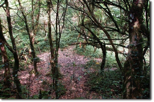 烘爐地山登山步道桶後越嶺鞍部叉路口