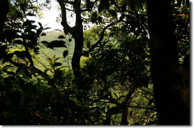 林間縫隙遠窺阿玉山頭