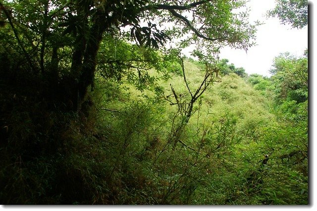 阿玉山頭大片箭竹林