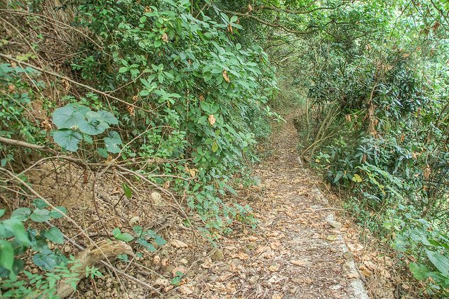 茶青角山水泥產道