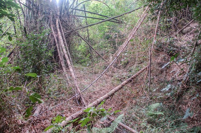 茶青角山前段廢棄產道 2