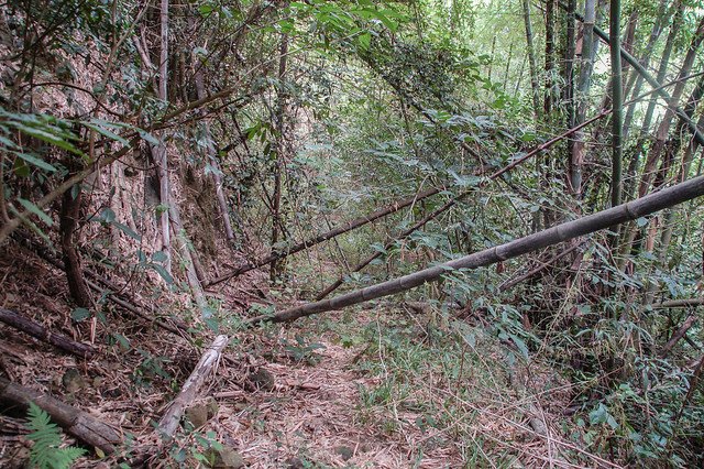 茶青角山前段廢棄產道 1