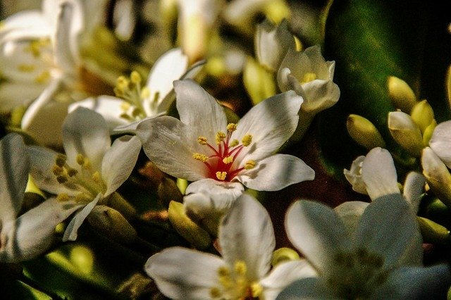 油桐花開 5