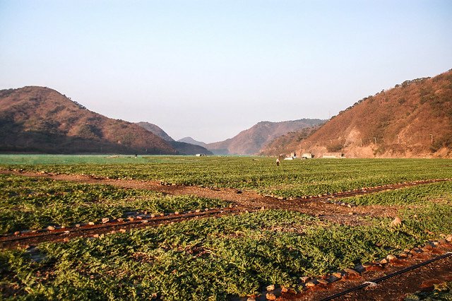 枋山溪西瓜田