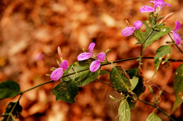 槍刀菜 3