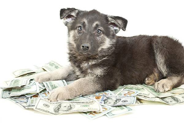 Money-Puppy.jpeg