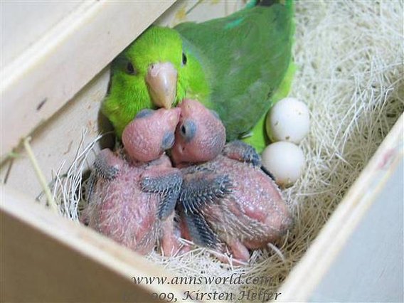 parrotlet-eggs-chicks