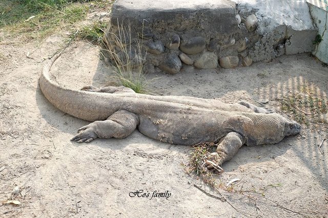 【台南親子景點】頑皮世界野生動物園10.JPG