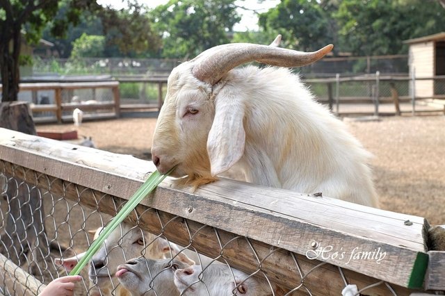 【台南親子景點】頑皮世界野生動物園15.JPG