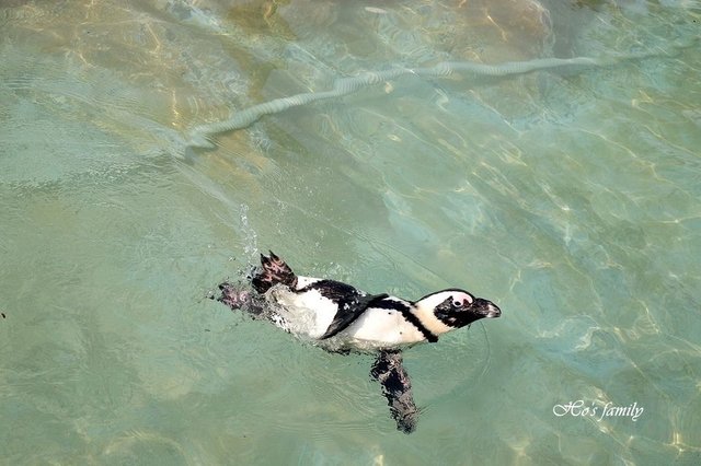 【台南親子景點】頑皮世界野生動物園13.JPG