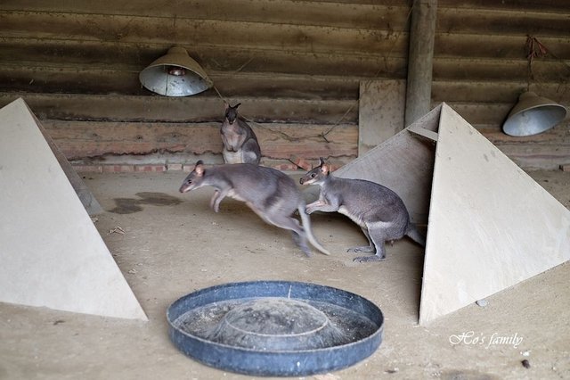 【台南親子景點】頑皮世界野生動物園19.JPG