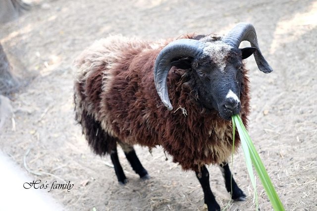 【台南親子景點】頑皮世界野生動物園17.JPG