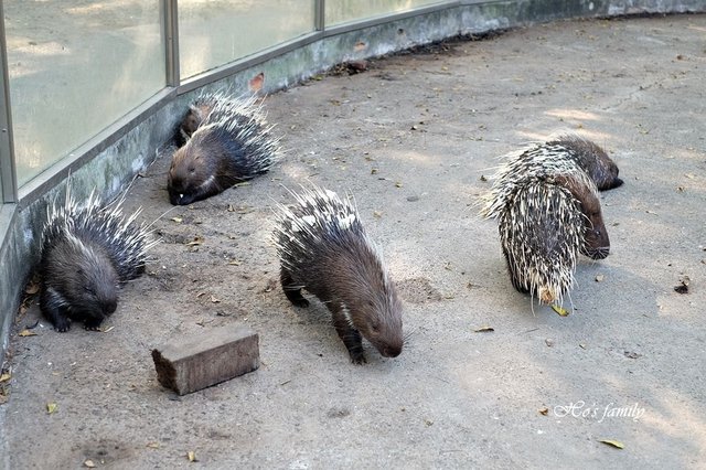 【台南親子景點】頑皮世界野生動物園20.JPG