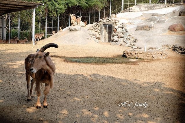 【台南親子景點】頑皮世界野生動物園22.JPG