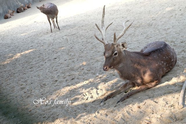 【台南親子景點】頑皮世界野生動物園25.JPG