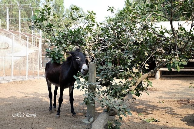 【台南親子景點】頑皮世界野生動物園23.JPG