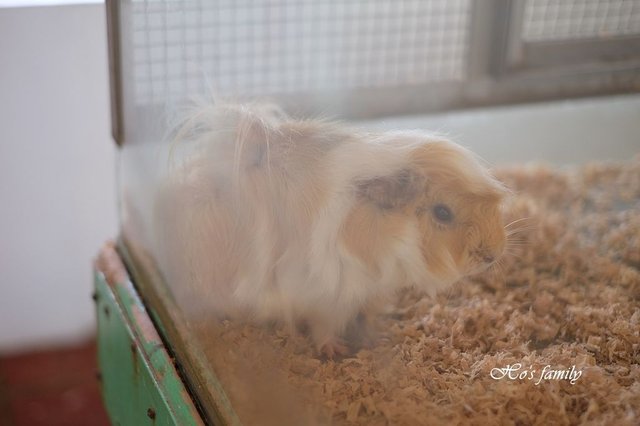 【台南親子景點】頑皮世界野生動物園30.JPG