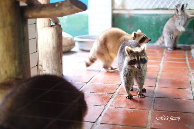 【台南親子景點】頑皮世界野生動物園32.JPG