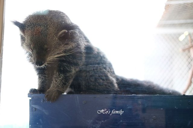 【台南親子景點】頑皮世界野生動物園33.JPG