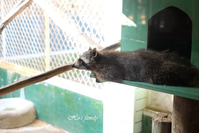 【台南親子景點】頑皮世界野生動物園31.JPG