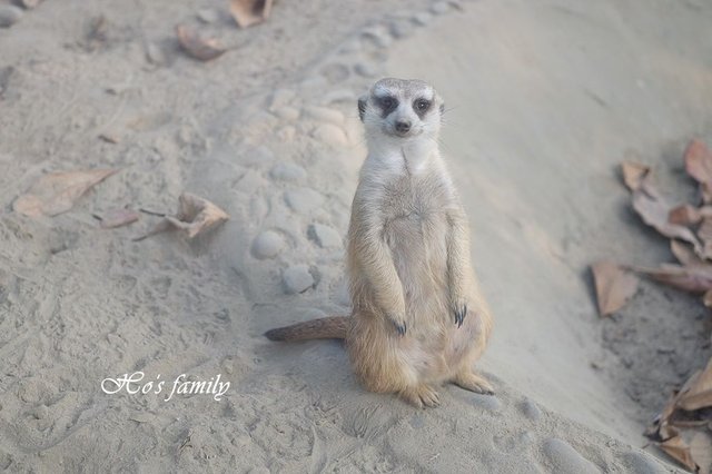 【台南親子景點】頑皮世界野生動物園38.JPG