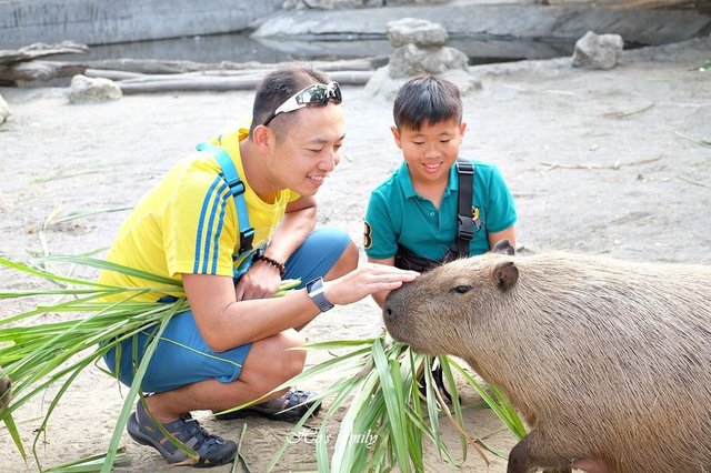 【台南親子景點】頑皮世界野生動物園42.JPG