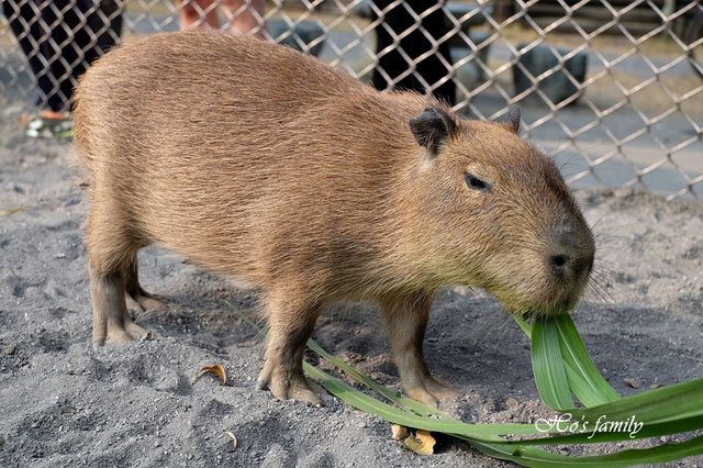 【台南親子景點】頑皮世界野生動物園44.JPG