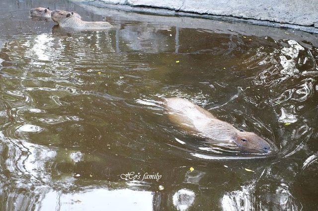 【台南親子景點】頑皮世界野生動物園45.JPG