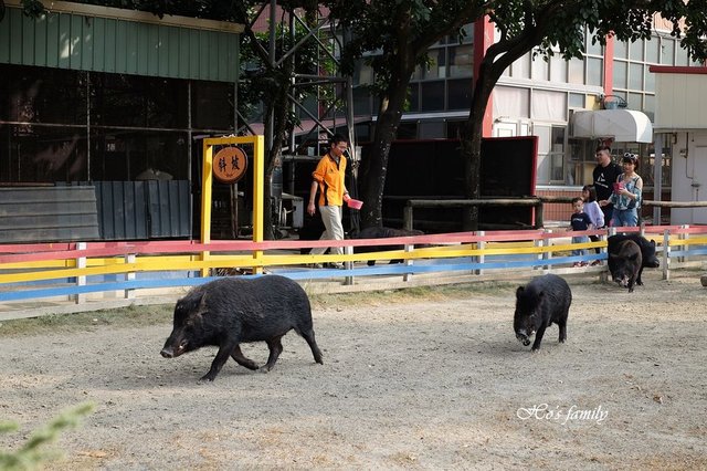 【台南親子景點】頑皮世界野生動物園57.JPG