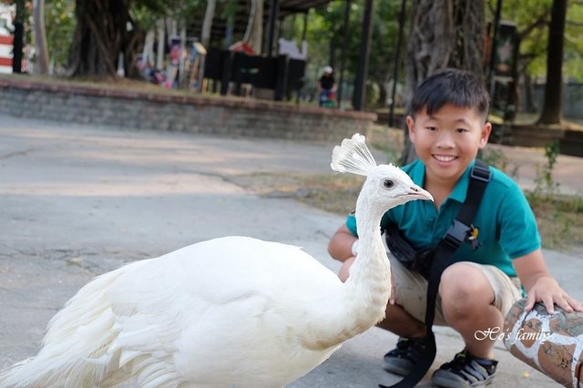 【台南親子景點】頑皮世界野生動物園65.JPG