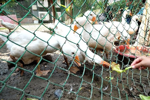 【雲林親子景點】鵝童樂園18.JPG