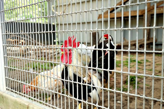 【桃園大溪親子景點】花開了休閒農場～免門票親子樂園！戲水池玩水、小火車、玩沙、餵小動物，親子農場一日遊49.JPG