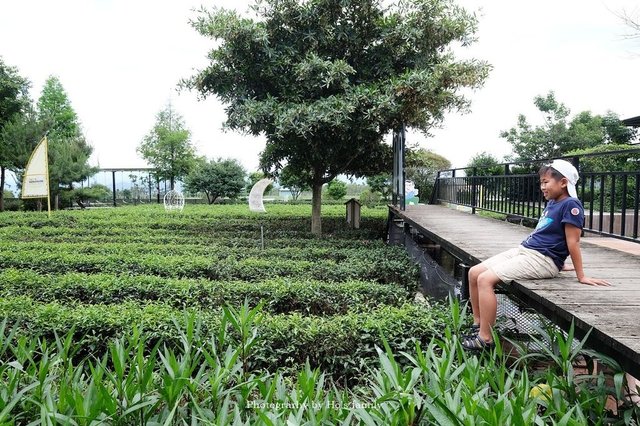 【南投名間景點】茶二指故事館～戲水池玩水、沙坑玩沙，南投親子景點、南投ig拍照打卡景點32.JPG