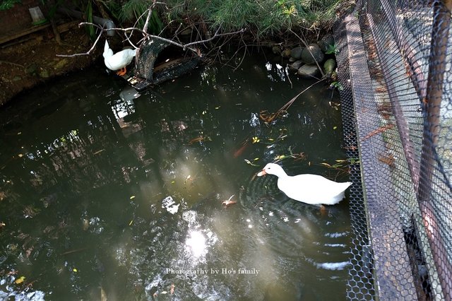 【新竹親子寵物餐廳】新竹親子景點～松湖休閒親子莊園17.JPG