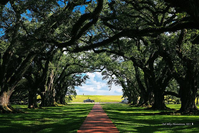 Oak Alley Plantation