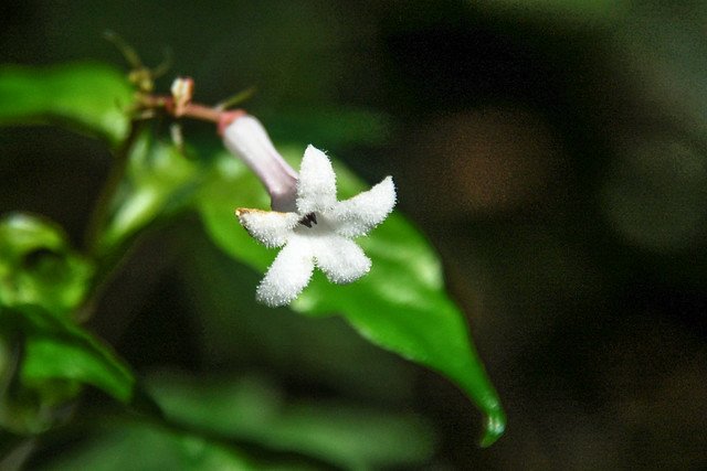 蛇根草 1