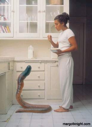  巴西蚯蚓 Brazilian earthworms  