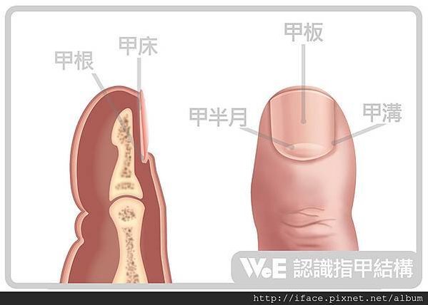 矯正「灰指甲」形成甲溝炎/凍甲/崁甲?WeE 仔細分析原因治