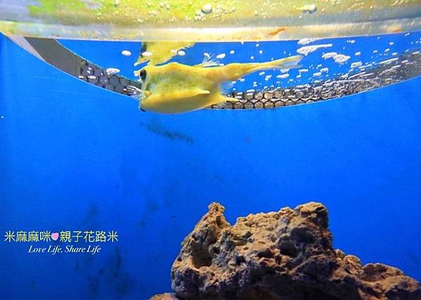 澎湖水族館, 澎湖全新開幕室內親子景點,澎湖 海底隧道, 澎湖 海龜