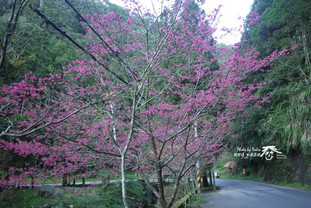 112水樣森林