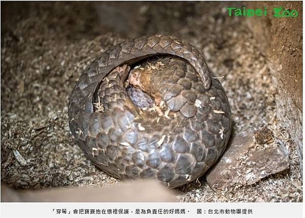 「鯪鯉（穿山甲）」二級保育類「穿木屐躦鯪鯉」/圓滾滾的吉祥物