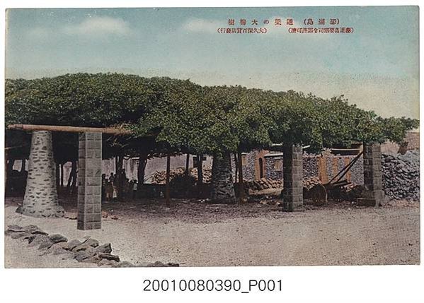 通樑古榕-澎湖最大神木有150-300歲以上的高齡/日治時期