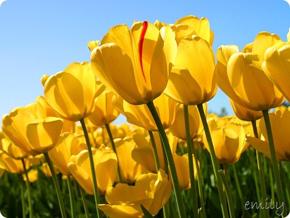 Tulips